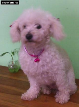 La foto del perro Jheidy Foto del perro Jheidy