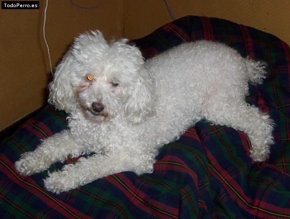 La foto del perro Wanda Foto del perro Wanda