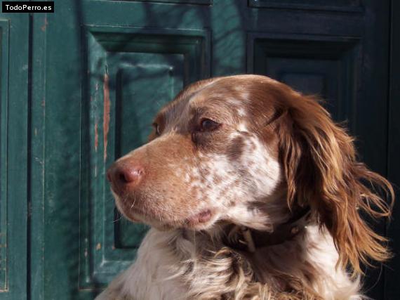 Foto del perro Rocky