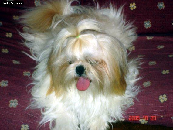 Foto del perro Mateo