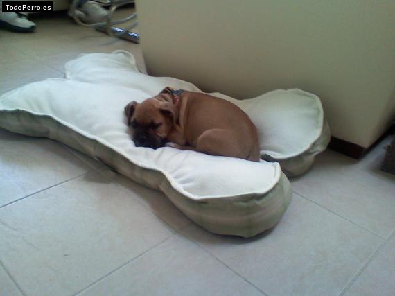 Foto del perro Santino