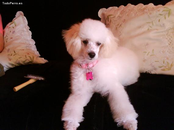 Foto del perro Sheila