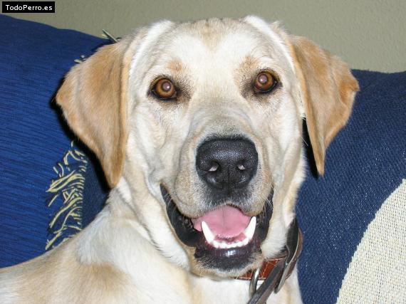Foto del perro Oriol