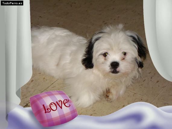 Foto del perro Joey
