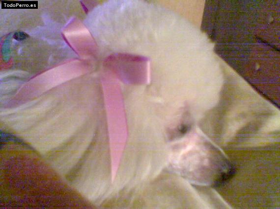 Foto del perro Sandy