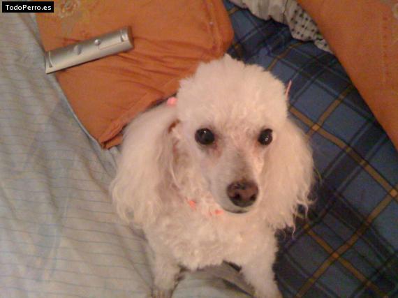 Foto del perro Camilita
