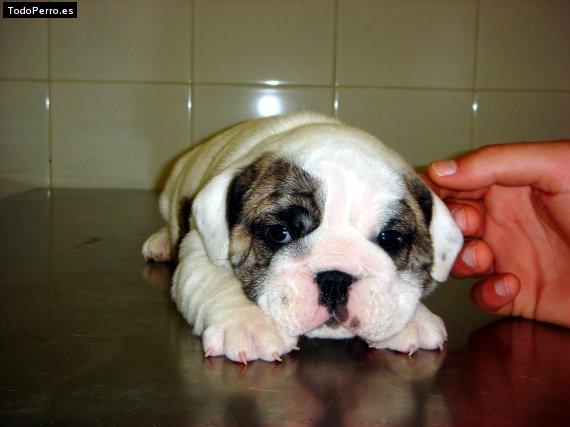 Foto del perro Nano