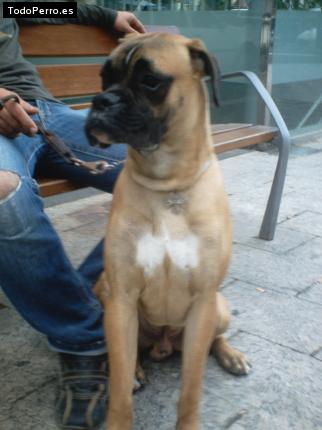 Foto del perro Trackl
