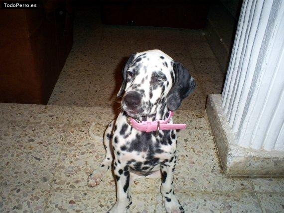Foto del perro Suruba