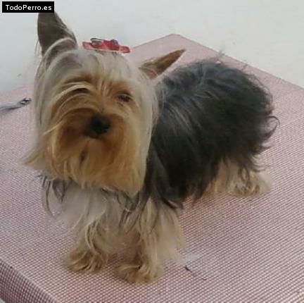 La foto del perro