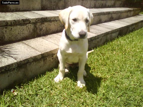 La foto del perro Polo Foto del perro Polo