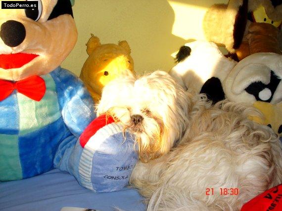 Foto del perro Coco