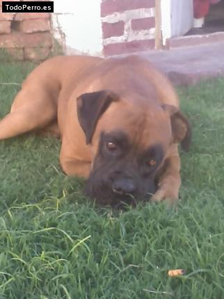 La foto del perro Pedro Foto del perro Pedro