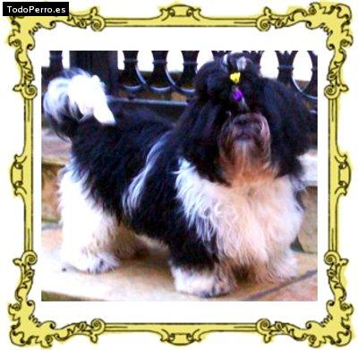 Foto del perro Tara