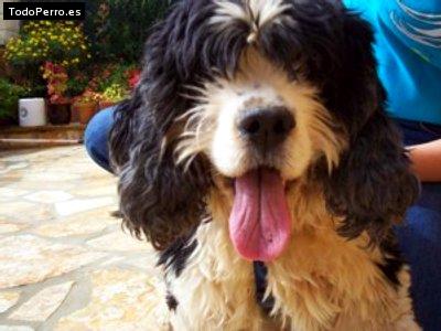 Foto del perro Casper