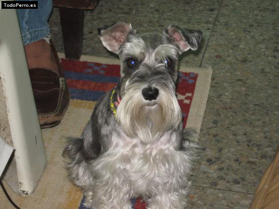 La foto del perro