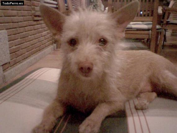 Foto del perro Wilma