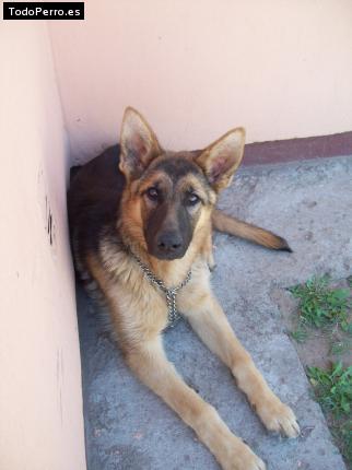 Foto del perro Timmy