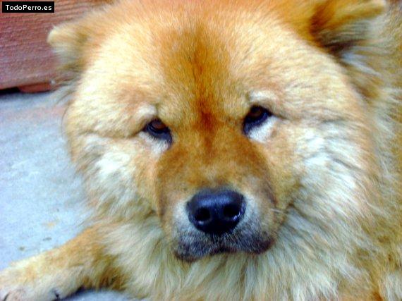 La foto del perro Kimara Foto del perro Kimara