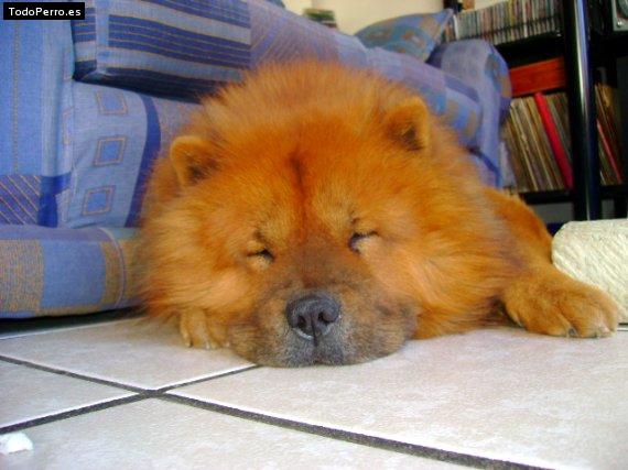 La foto del perro Horus Foto del perro Horus