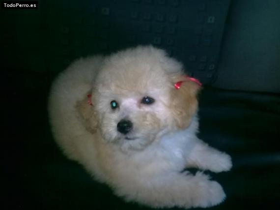Foto del perro Solmini