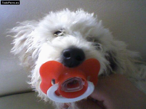La foto del perro