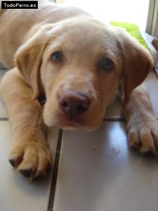 La foto del perro Pumma Foto del perro Pumma