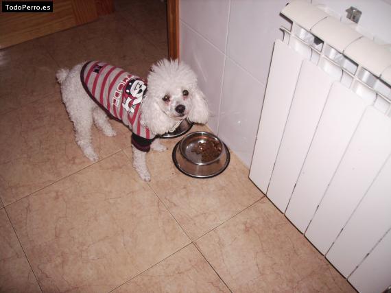 La foto del perro