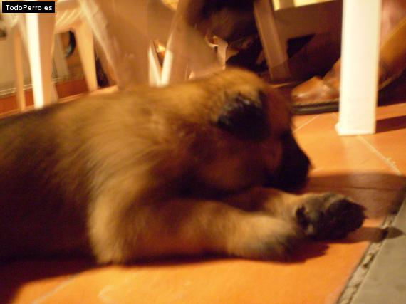 Foto del perro Hurko