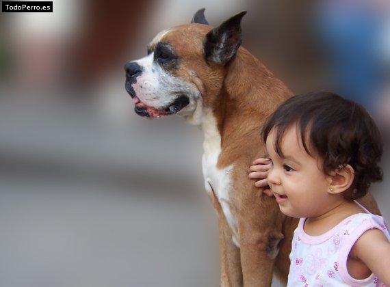 La foto del perro Caligula Foto del perro Caligula