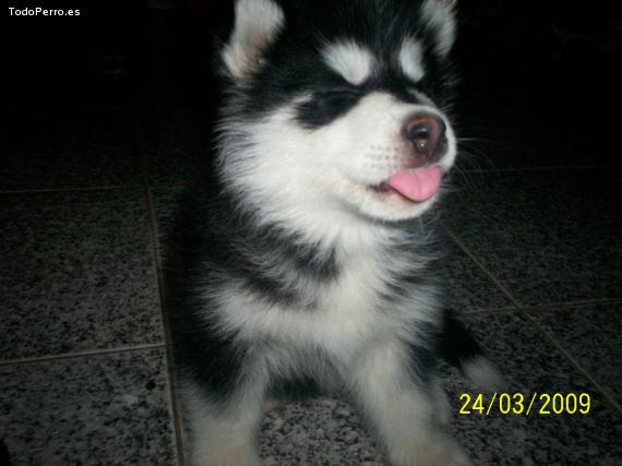 Foto del perro Cory