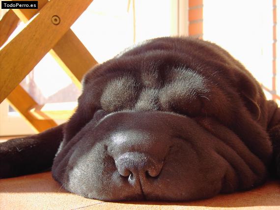 La foto del perro