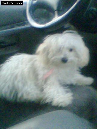 Foto del perro Shanna