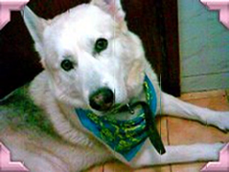 Foto del perro Rocky