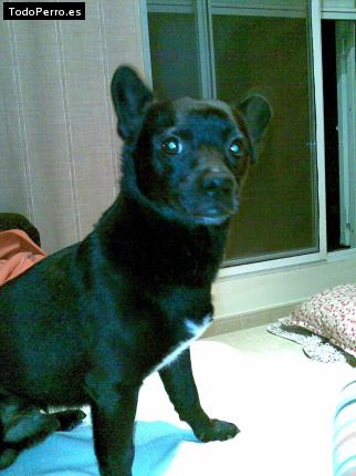 Foto del perro Wiili