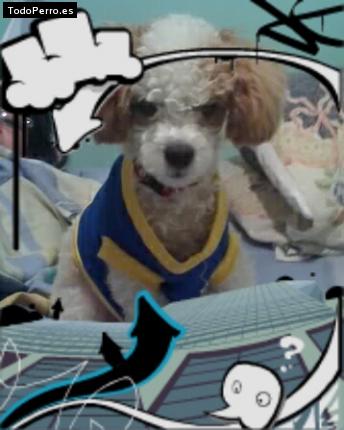 Foto del perro Tommy