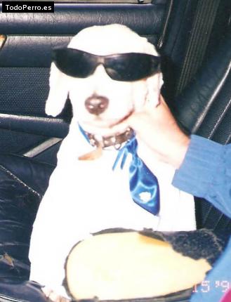 Foto del perro Ringo