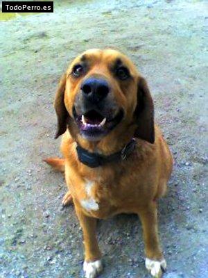 Foto del perro Skipi