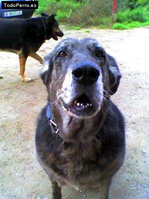 La foto del perro Lluna Foto del perro Lluna