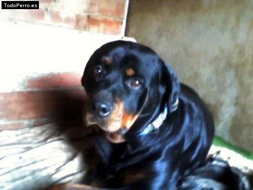 La foto del perro Roki Foto del perro Roki