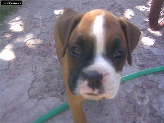 Foto del perro Sofia