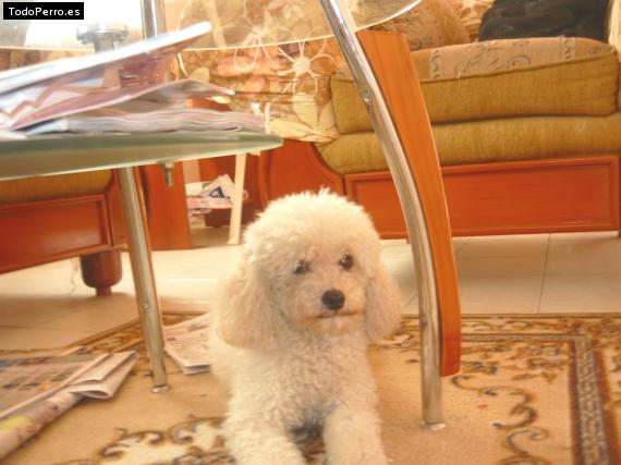 Foto del perro Coqueta