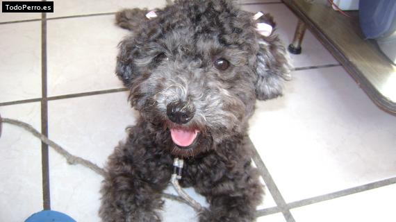 Foto del perro Taty