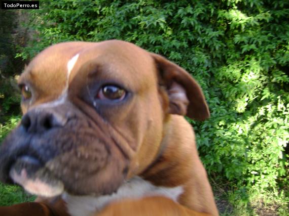 La foto del perro Ramon Foto del perro Ramon