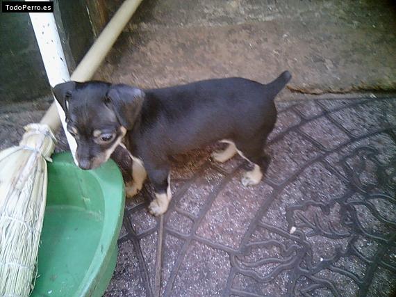 Foto del perro Hambar