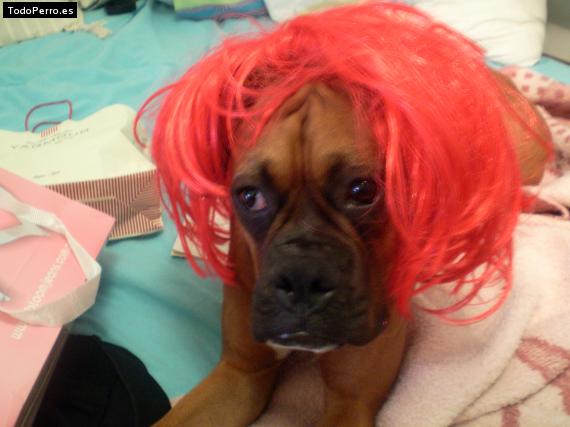La foto del perro