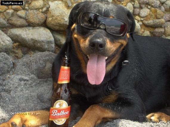 La foto del perro