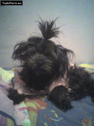 Foto del perro Sacha