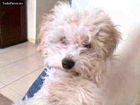 Foto del perro Shaya