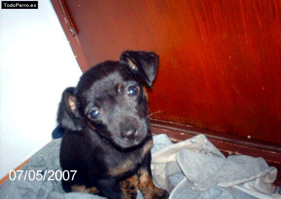 Foto del perro Coco
